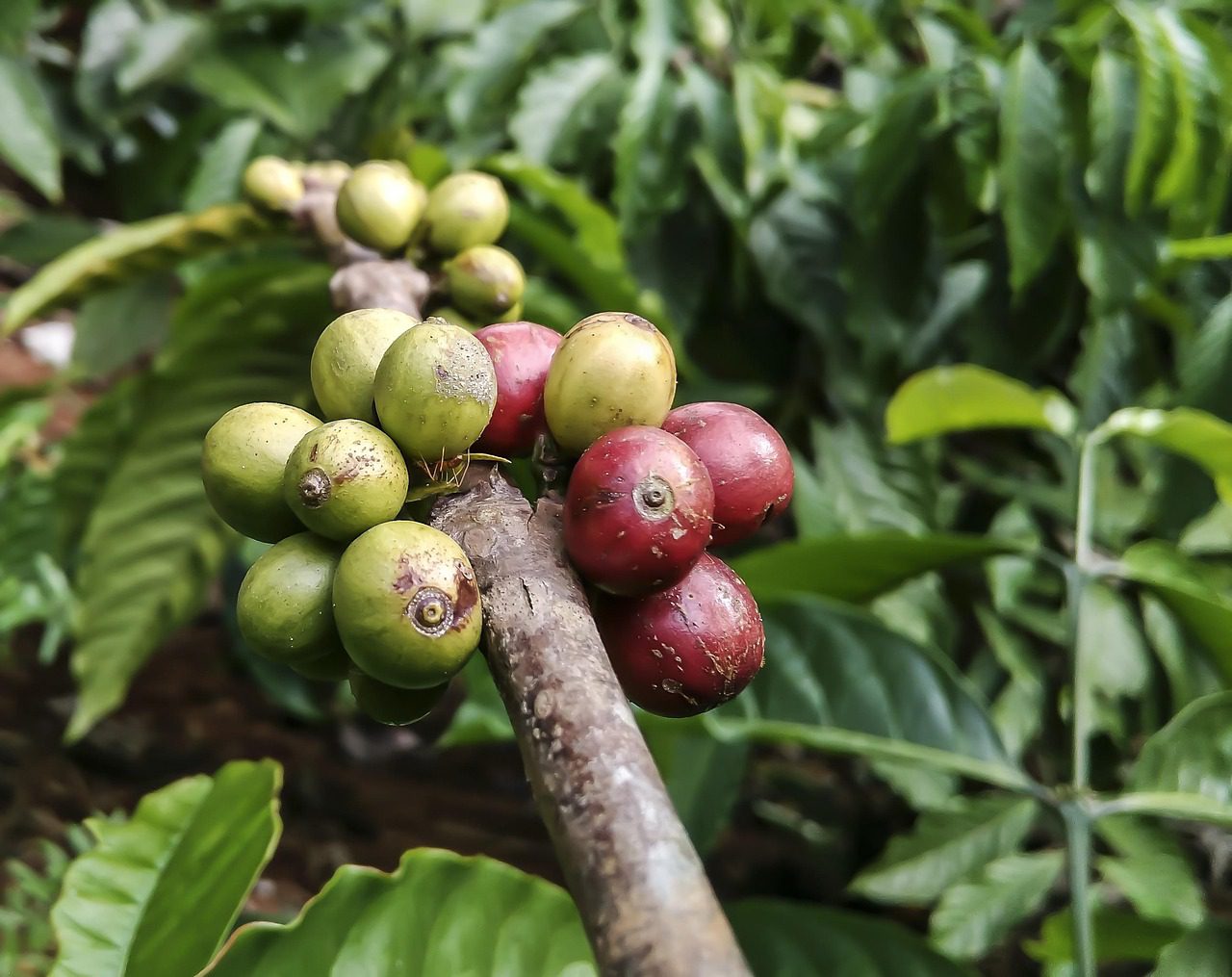 coffe, plant, ant, red, green, food, nature, insect, bug, leaf, bean, coffe, coffe, coffe, coffe, coffe