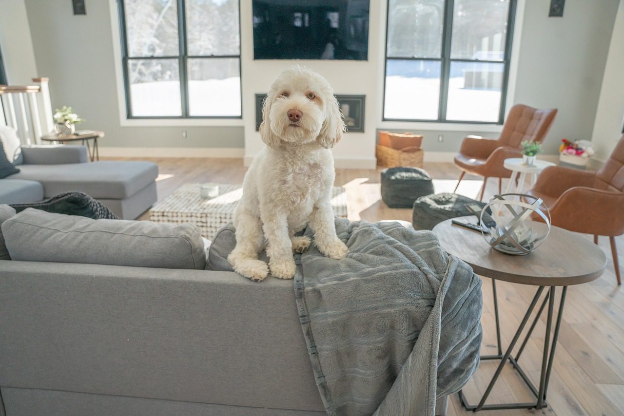 dog, pet, doodle, white dog, living room, animal, nature, home, domestic, cute