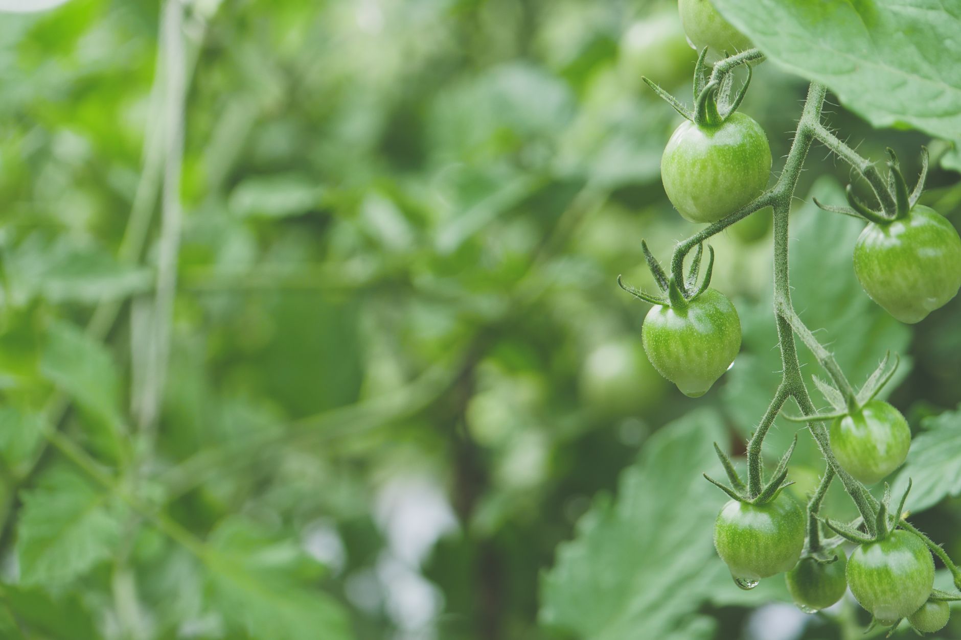 Fresh green cherry tomatoes growing on a vine with leaves in a garden setting.