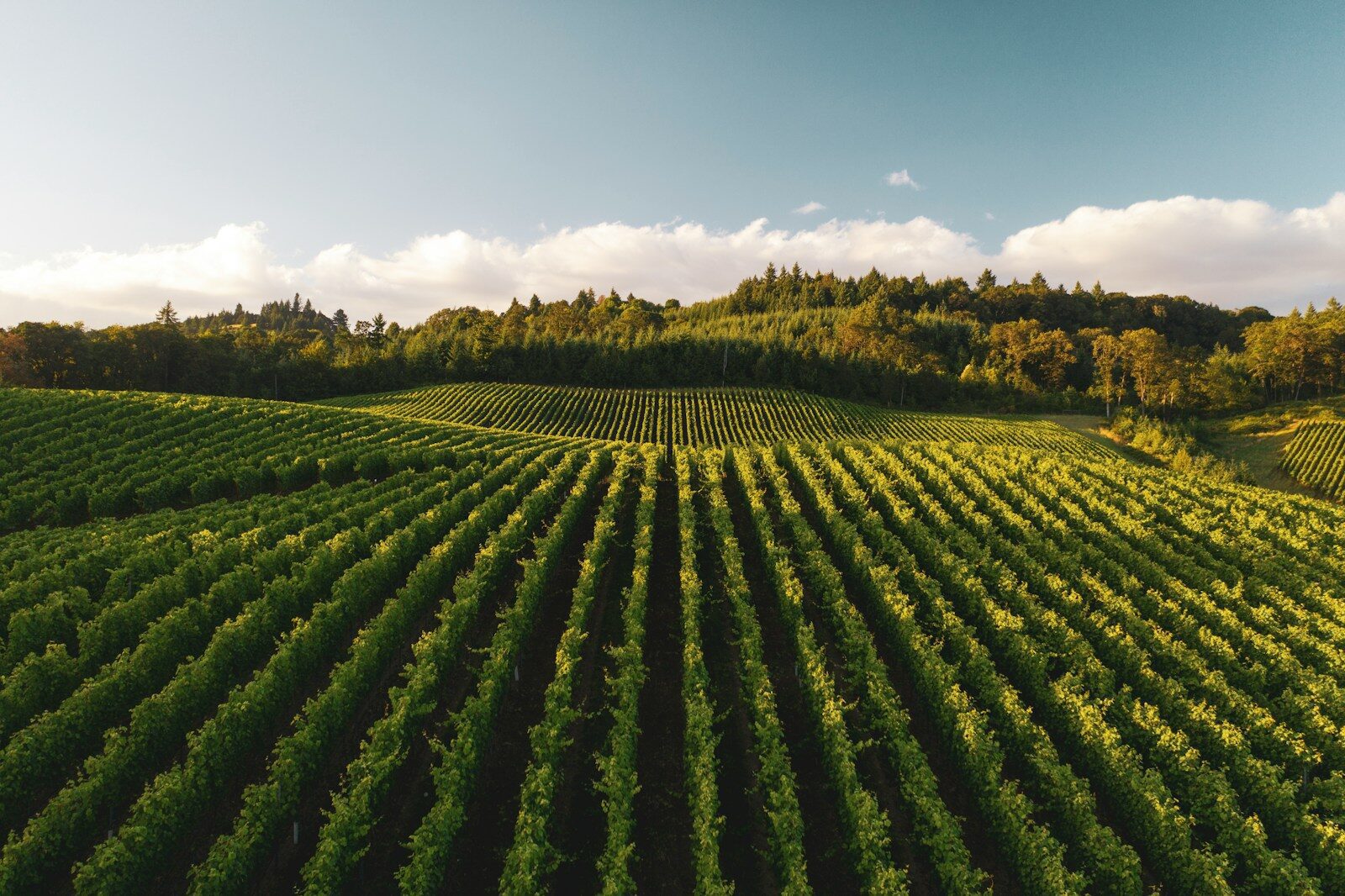 Rows of green grapevines in a vineyard under a warm low sun