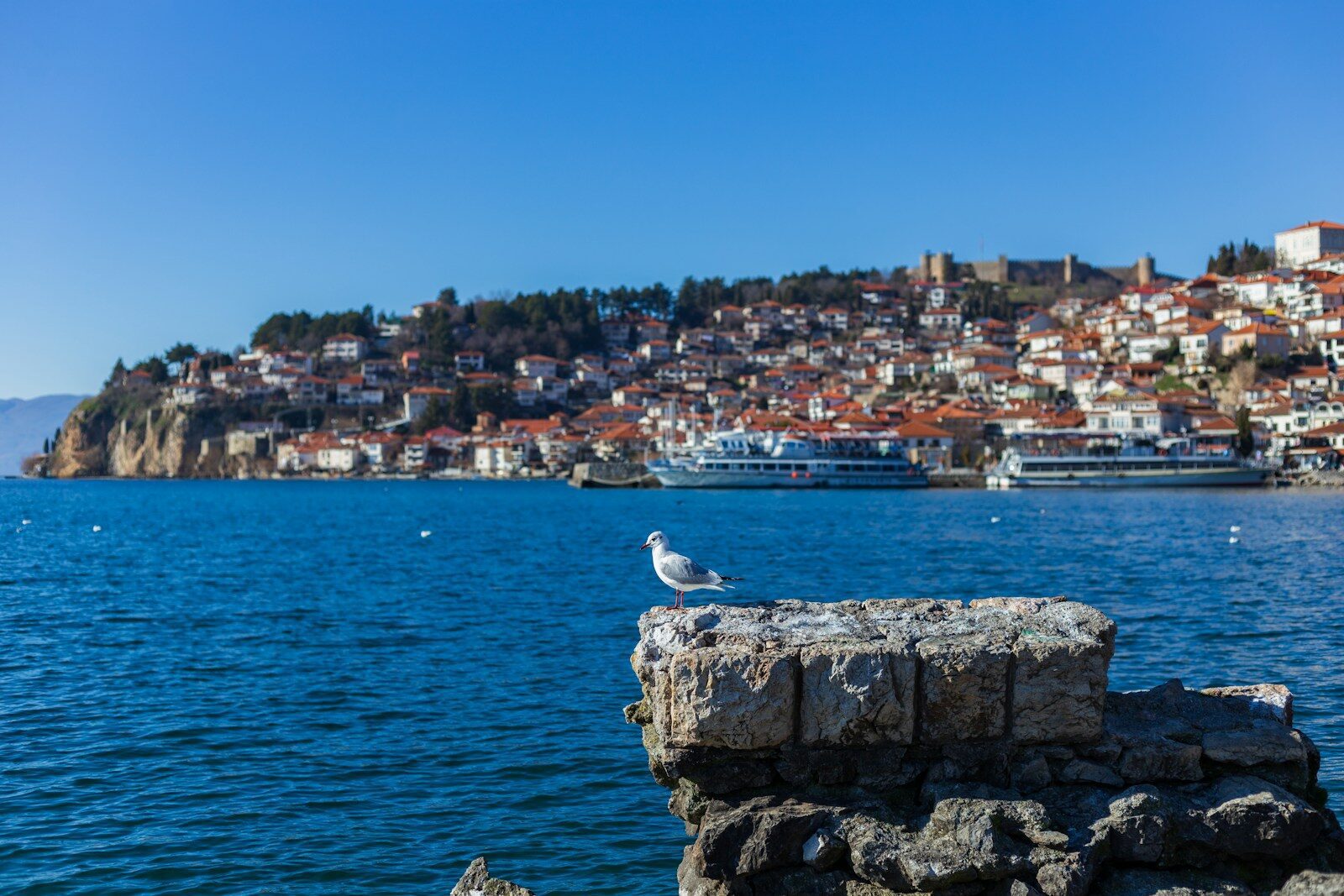 a seagull sitting on a rock near the water