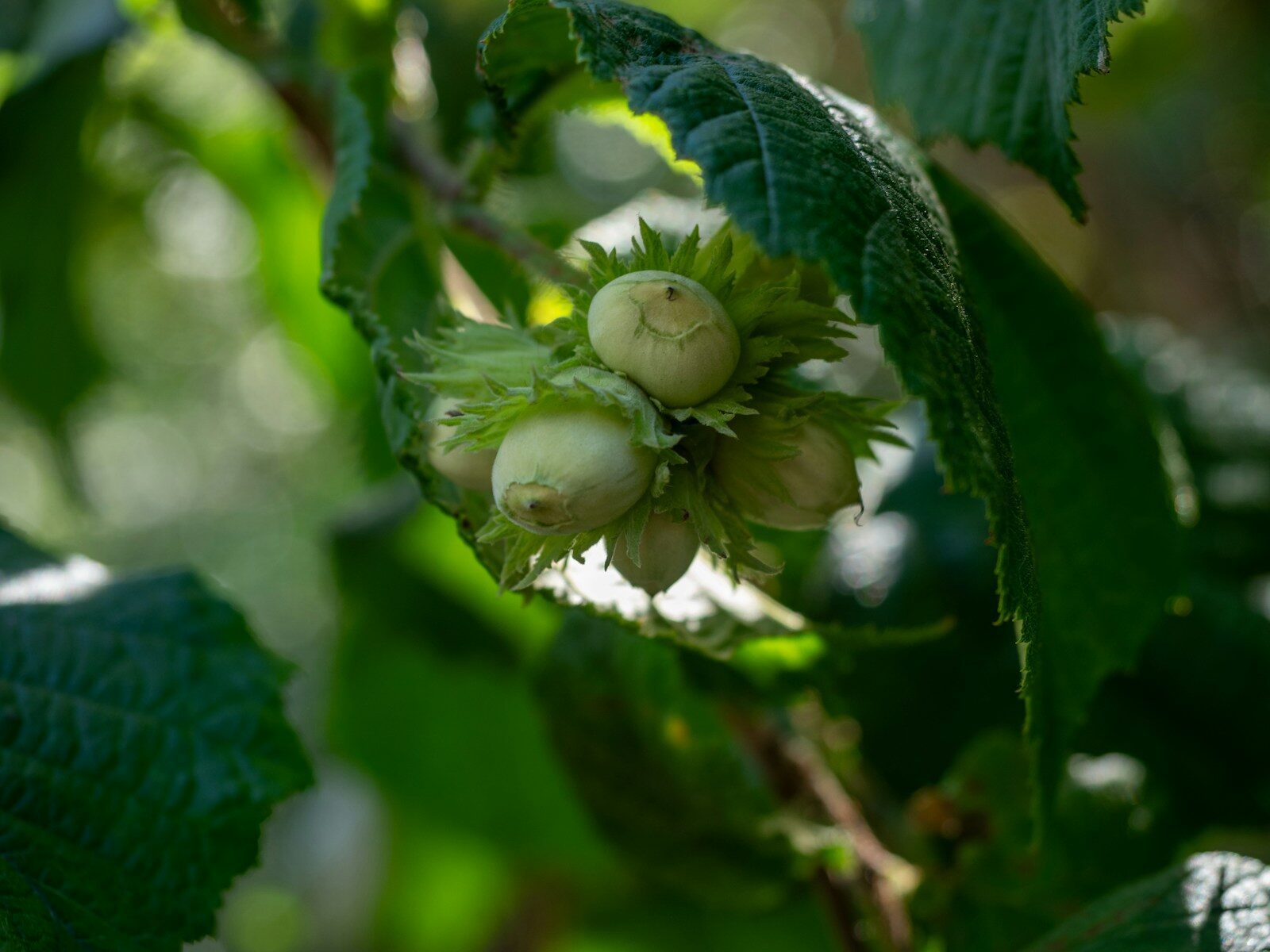 Green hazelnuts growing on a tree branch with leaves
